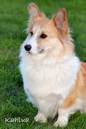 Noble hearts sale corgi